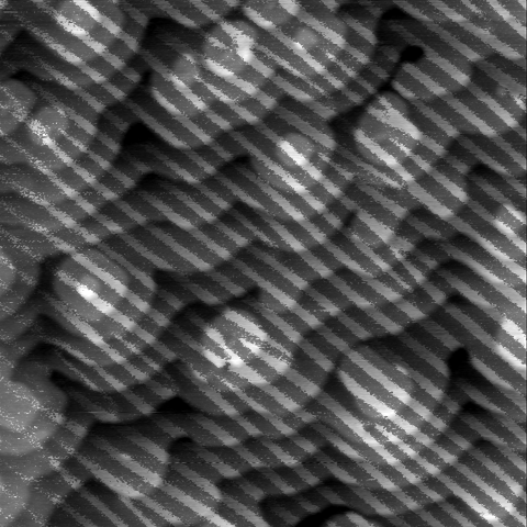 Overlay of height and amplitude data from a PFM scan of newly deposited epitaxial BFO.